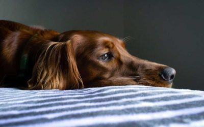 What Happens to the Dog? Pet Custody Disputes in Colorado Courts