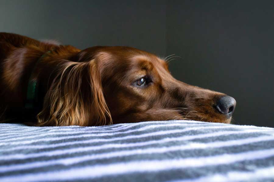 Sad looking dog